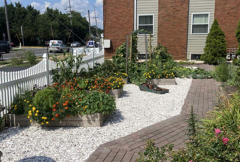 Organic veggie and herb garden