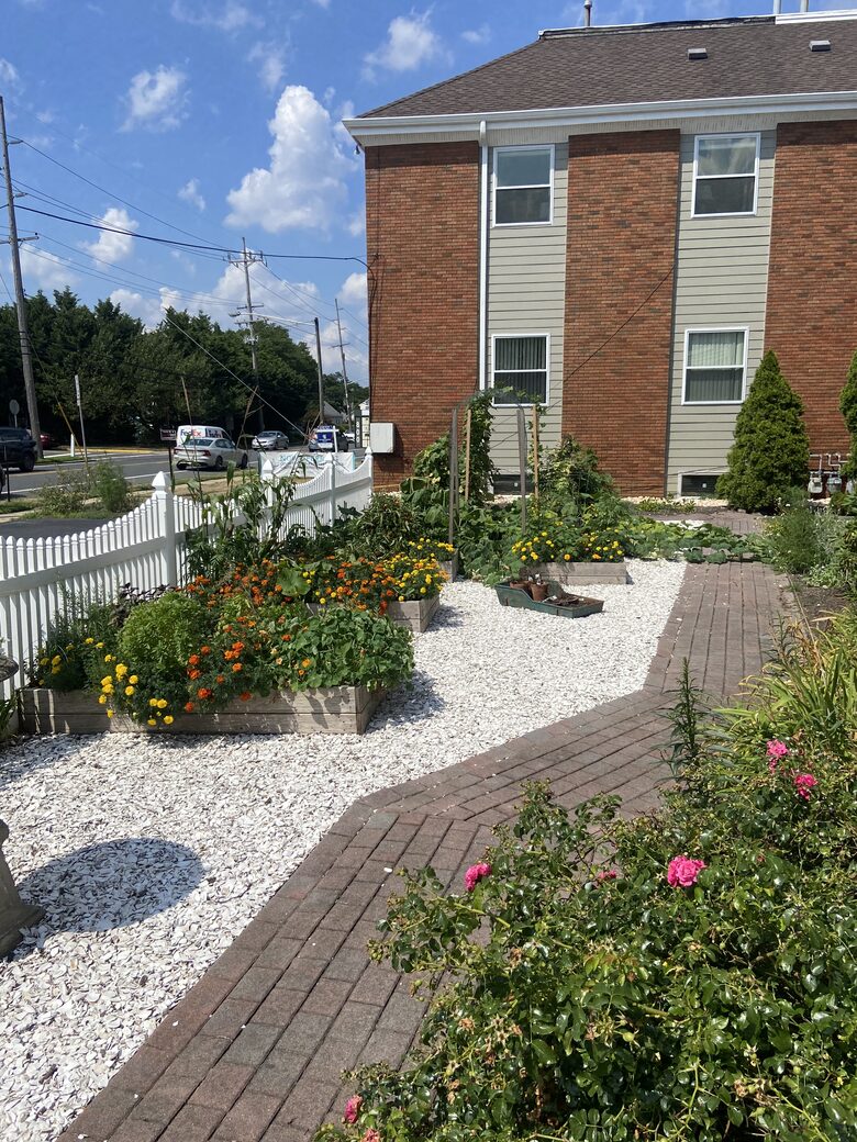 Organic veggie and herb garden