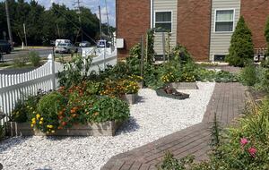 Organic veggie and herb garden