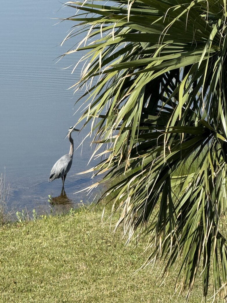 Blue Heron in Lagoon