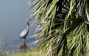 Blue Heron in Lagoon
