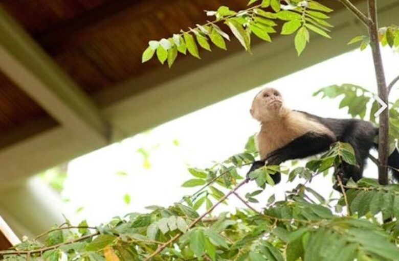 Villa Punto de Vista - Manuel Antonio, Costa Rica