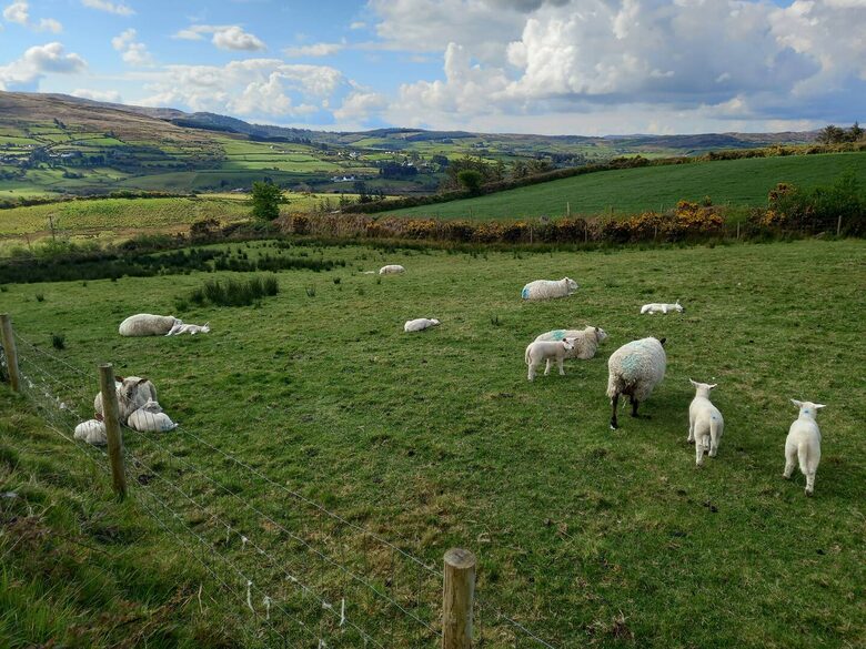 Charming Eco Retreat with Panoramic Valley Views - Bantry, Ireland