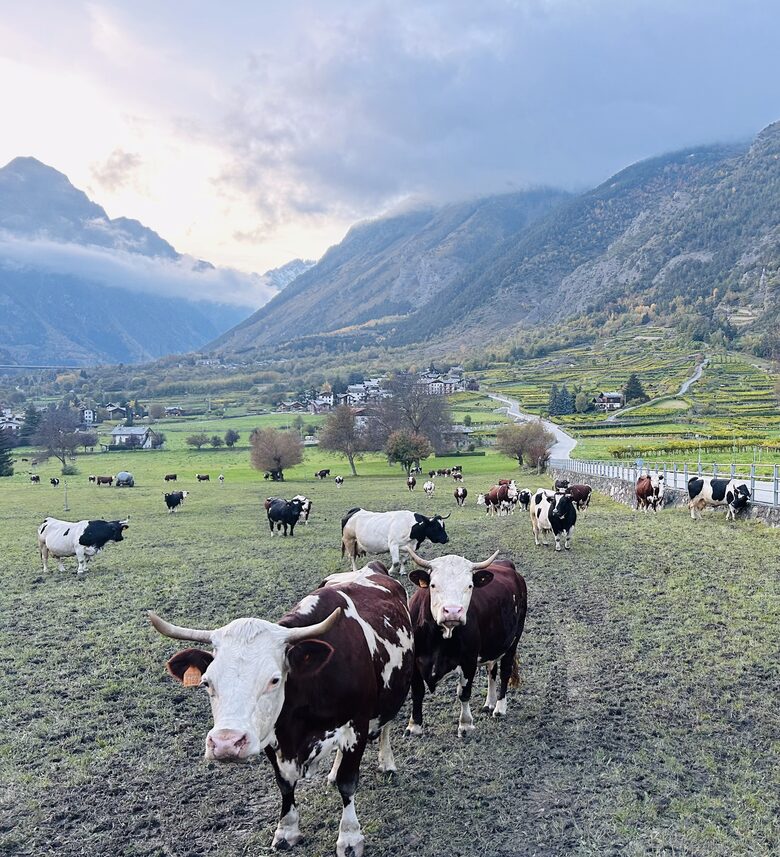 Morgex is an agricultural community-cows are a common sighting