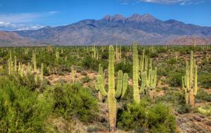 Rio Verde - Rio Verde, Arizona
