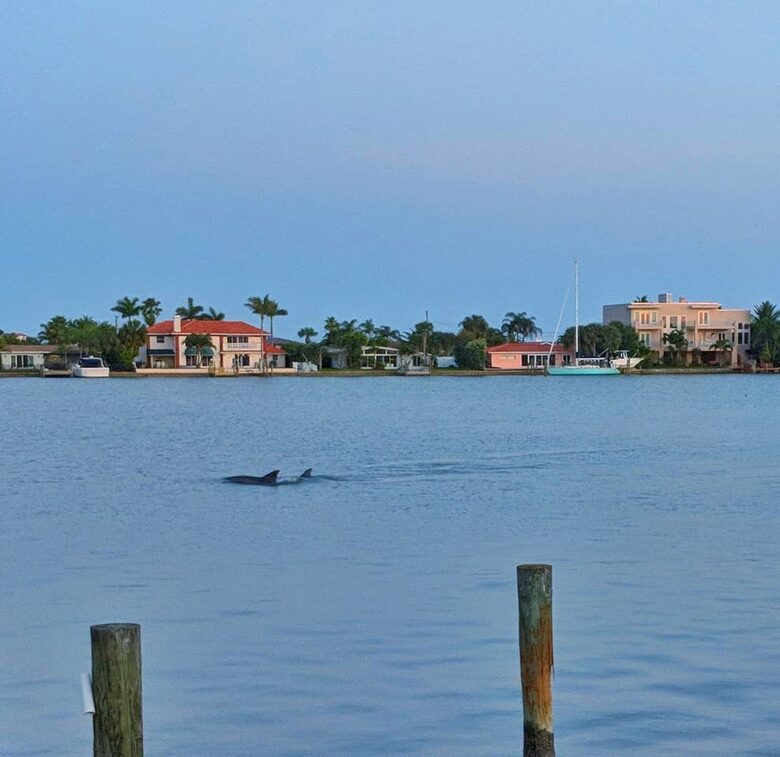 Dolphins in the Bay