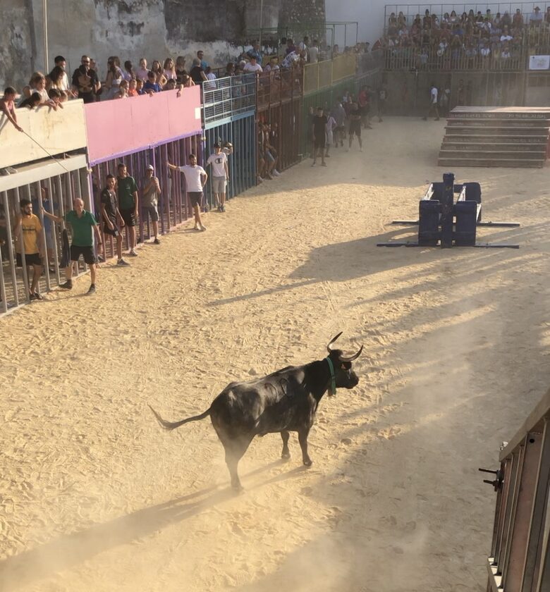Bulls in Benitachell