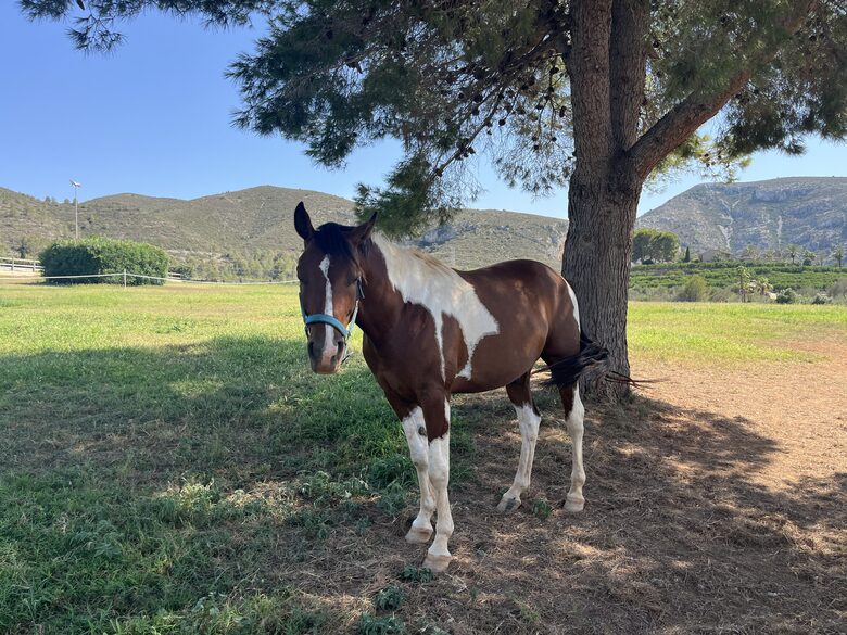 Val de Cavall restaurant nearby has horses