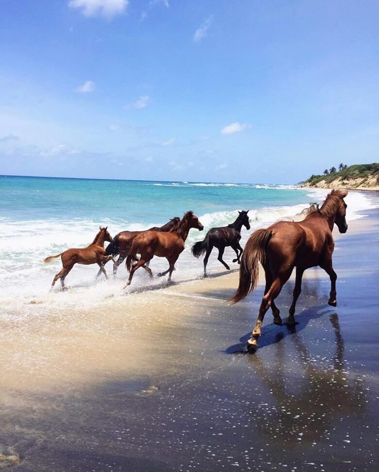 wild horses
