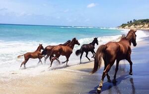 wild horses