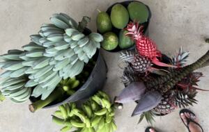 fresh fruit from the garden