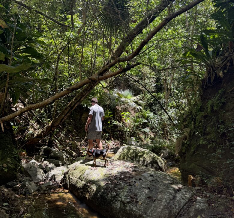 Jungle walks