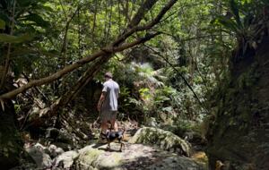 Jungle walks